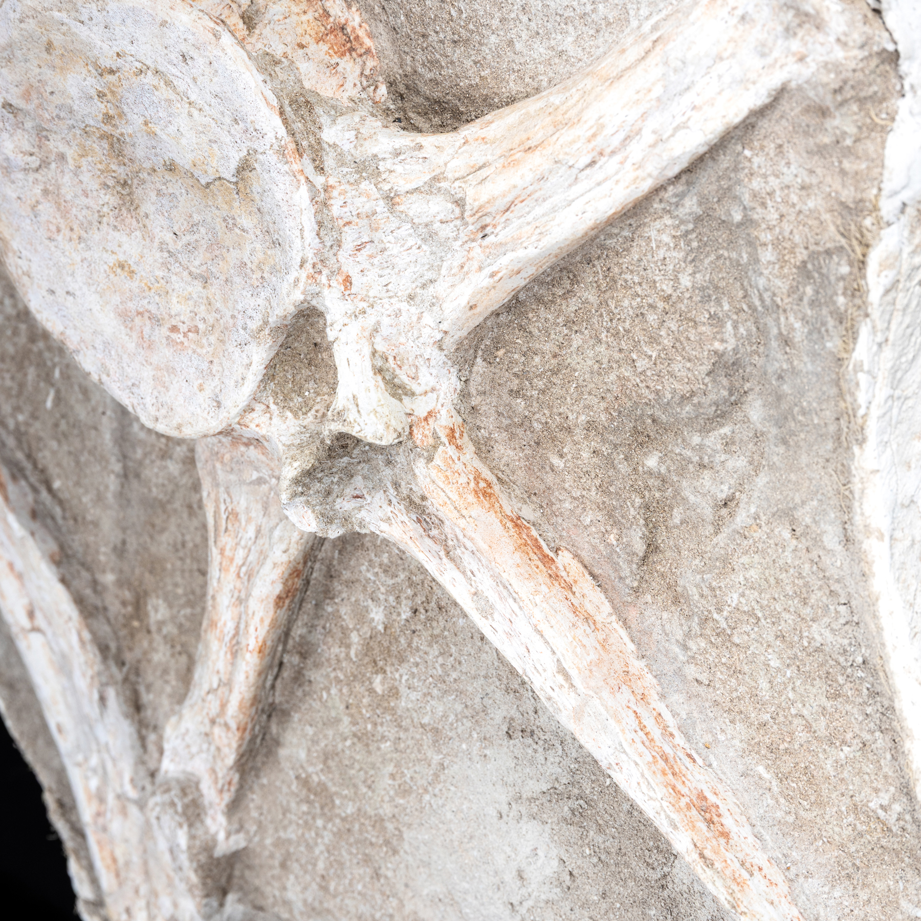 Spinosaurus Vertebrae, Rib & Sail Bone on Museum Stand (Spinosaurus aegyptiacus)