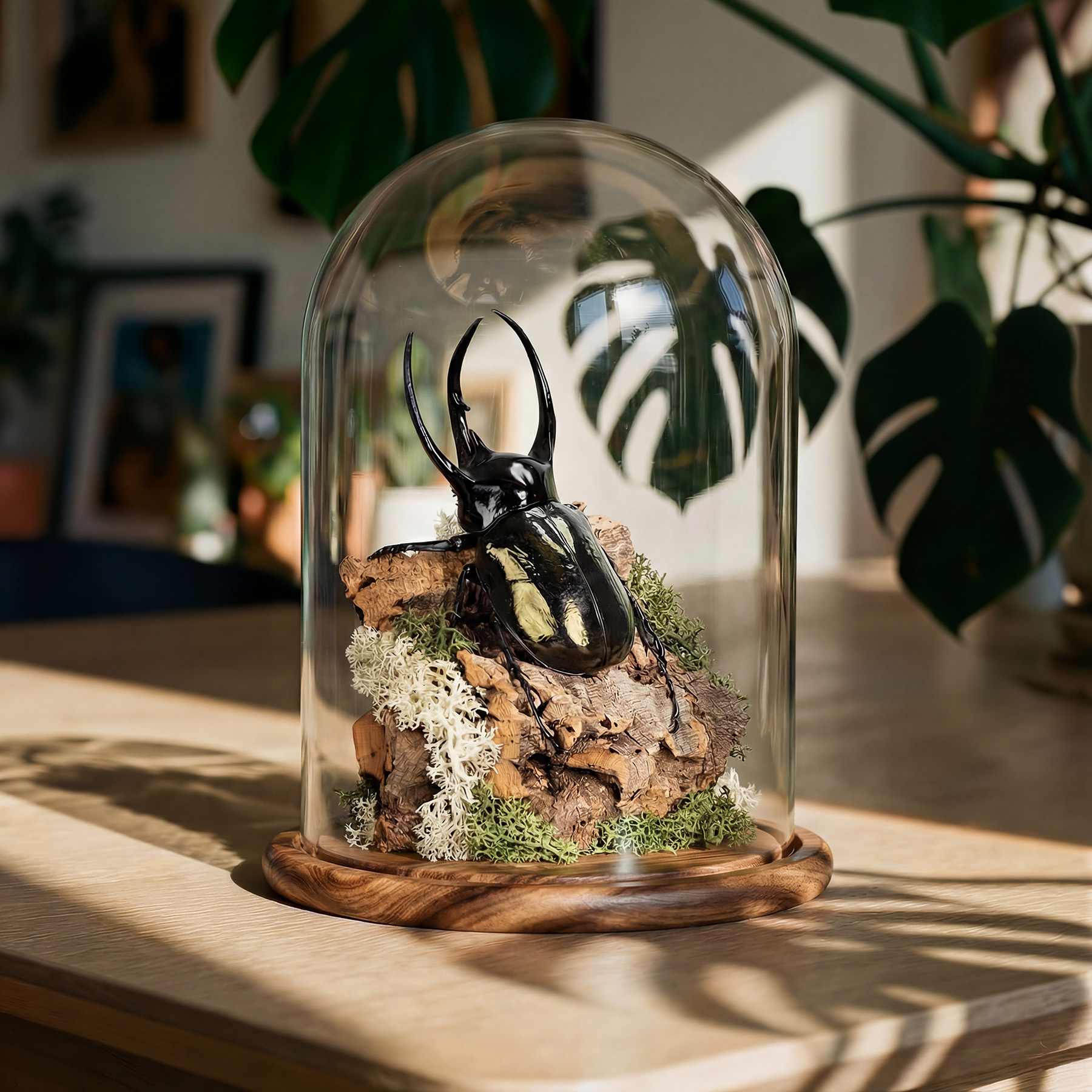 Huge Atlas Beetle In Glass Dome (Chalcosoma chiron chiron)