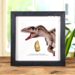 Minibeast Carcharodontosaurus Dinosaur Tooth Fossil & Colour Illustration (Carcharodontosaurus saharicus)