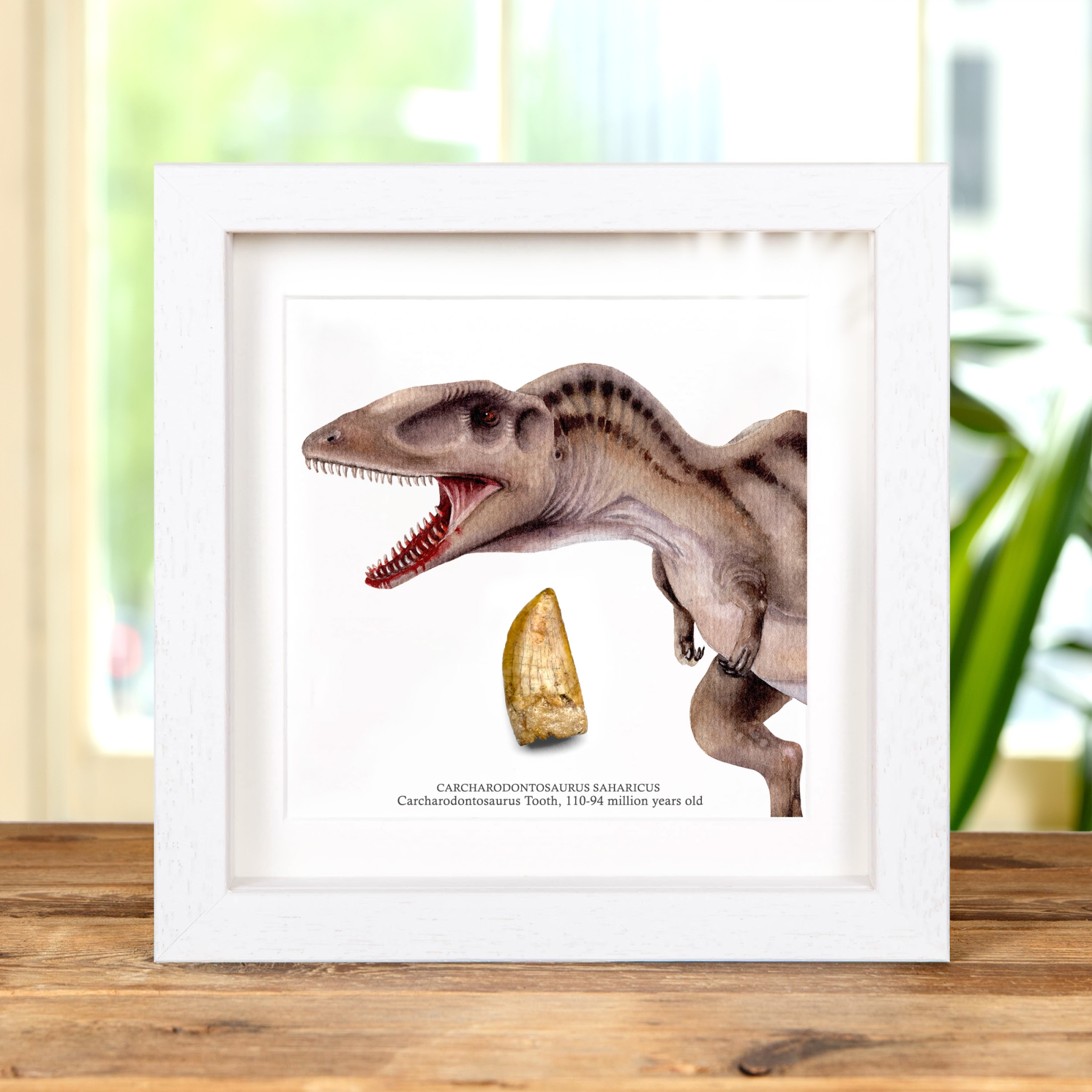 Carcharodontosaurus Dinosaur Tooth Fossil & Colour Illustration (Carcharodontosaurus saharicus)