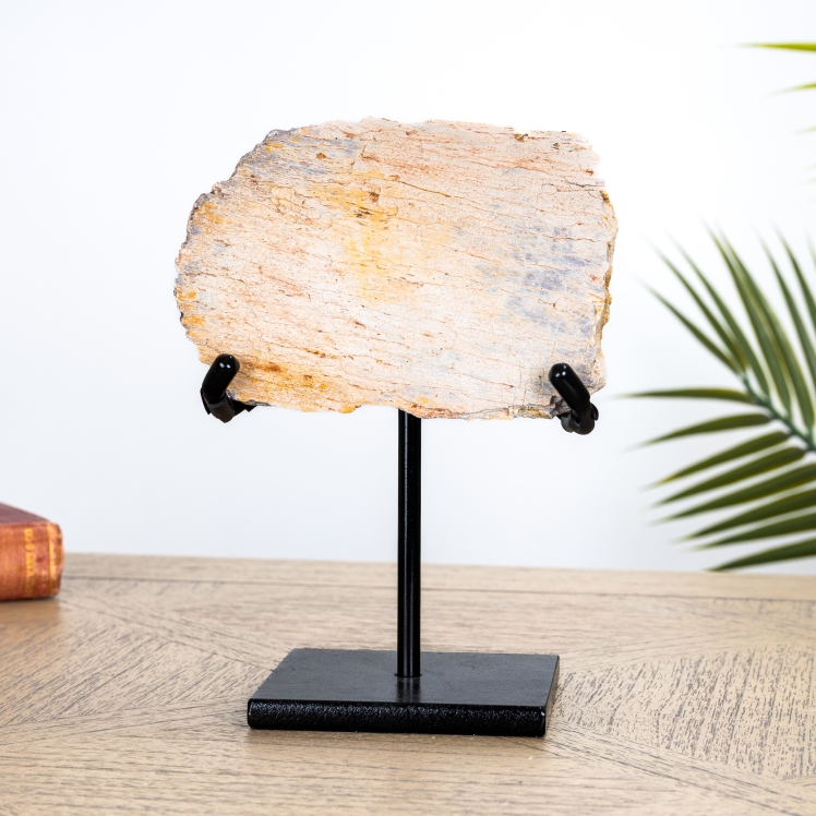 Rough Dinosaur Bone Fossil on Stand