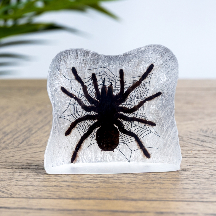 Tarantula & Web in Resin (Tarantula)