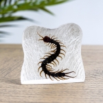 Minibeast Centipede in Resin (Centipede)