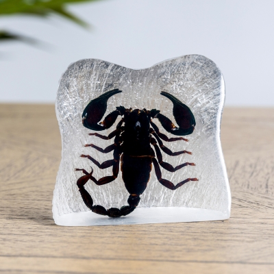 Asian Forest Scorpion in Resin (Heterometrus)