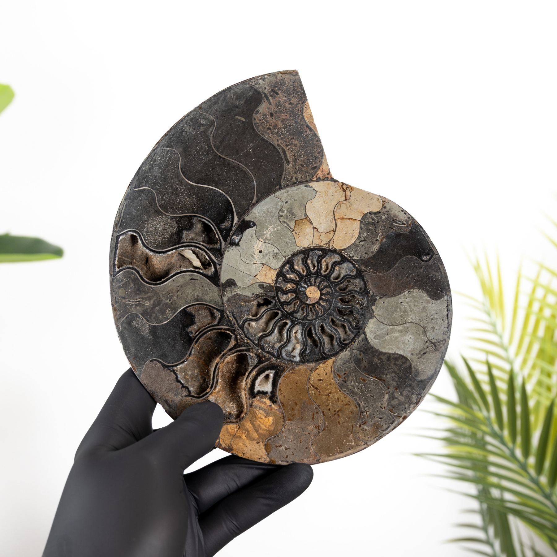 Minibeast 8.00 Inch Ammonite Cut & Polished Fossil (Cleoniceras sp)