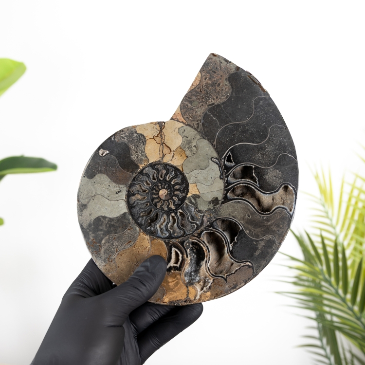 8.00 Inch Ammonite Taillé &amp; Fossile Poli (Cleoniceras sp)