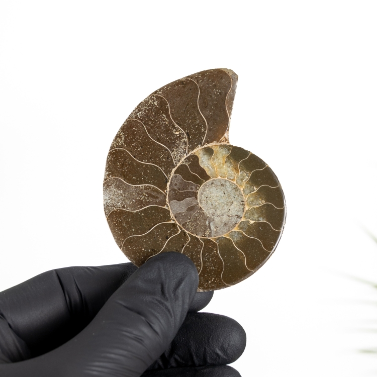 2.95 Inch Ammonite Cut &amp; Polished Fossil (Cleoniceras sp)