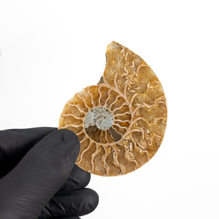 2.74 Inch Ammonite Cut &amp; Polished Fossil (Cleoniceras sp)