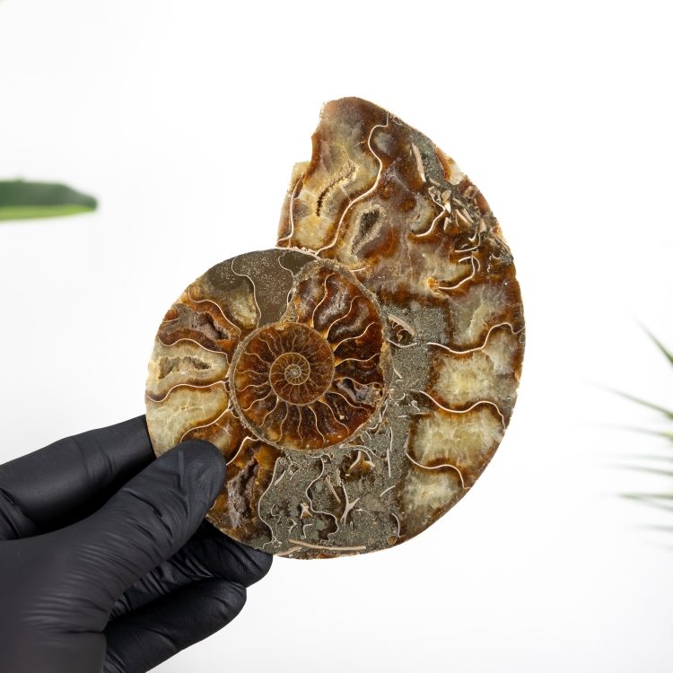 5.20 Inch Ammonite Taillé &amp; Fossile Poli (Cleoniceras sp)