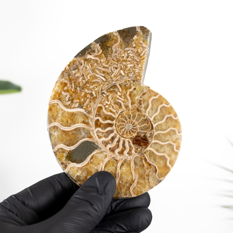 2.20 Inch Ammonite Cut &amp; Polished Fossil (Cleoniceras sp)