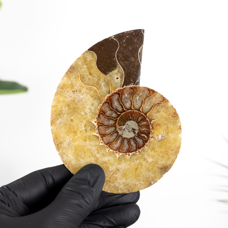 4.35 Inch Ammonite Taillé &amp; Fossile Poli (Cleoniceras sp)