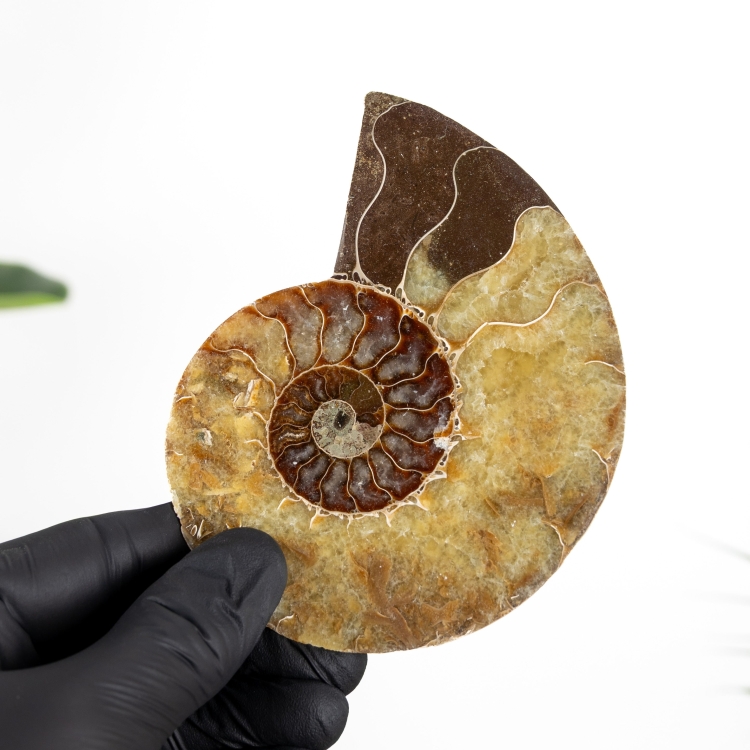 4.52 Inch Ammonite Cut &amp; Polished Fossil (Cleoniceras sp)