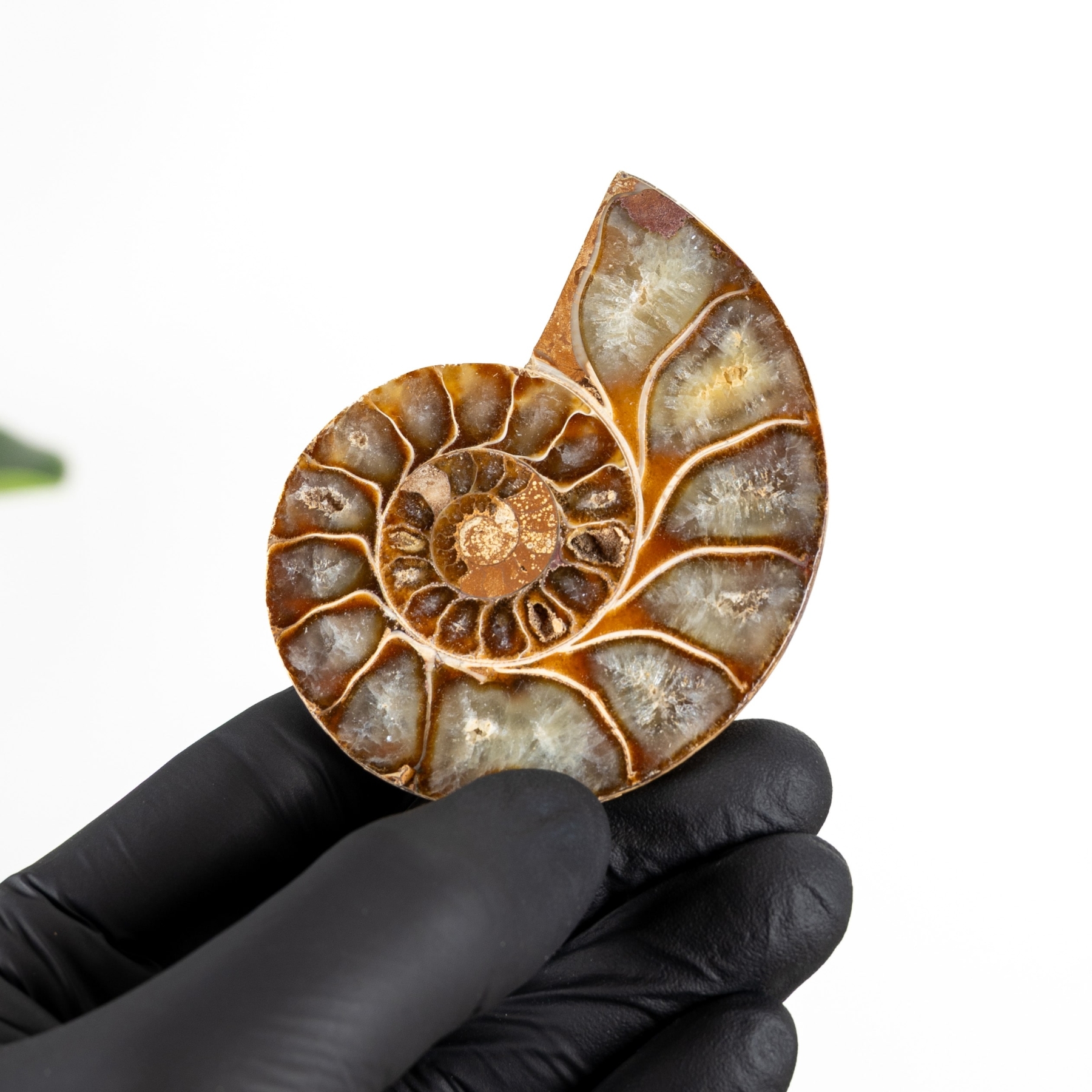 Minibeast 2.97 Inch Ammonite Cut & Polished Fossil (Cleoniceras sp)