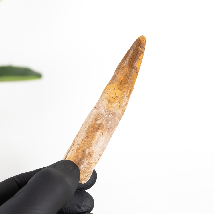 3.78 Inch Spinosaurus Tooth Fossil (Spinosaurus aegyptiacus)