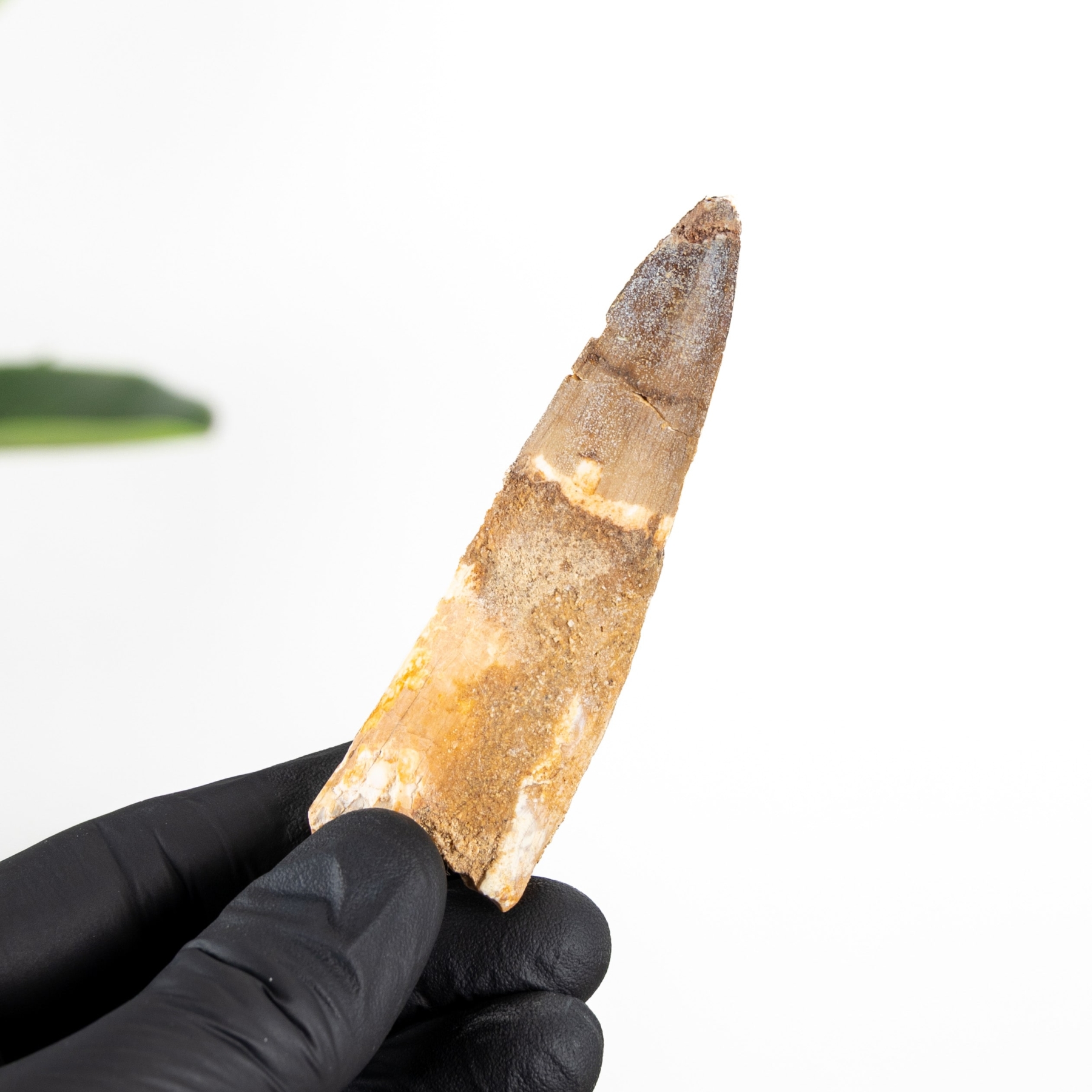 Minibeast 3.41 Inch Spinosaurus Tooth Fossil (Spinosaurus aegyptiacus)