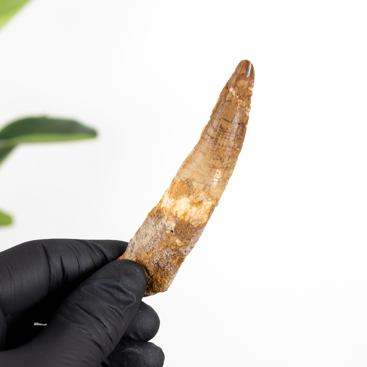 3.76 Inch Spinosaurus Tooth Fossil (Spinosaurus aegyptiacus)