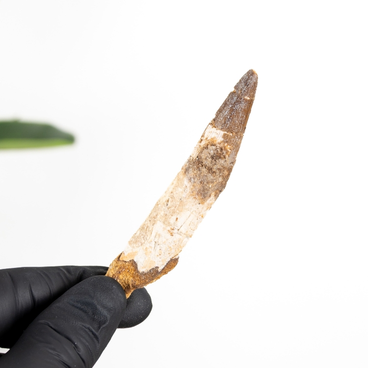 3.63 Inch Spinosaurus Tooth Fossil (Spinosaurus aegyptiacus)