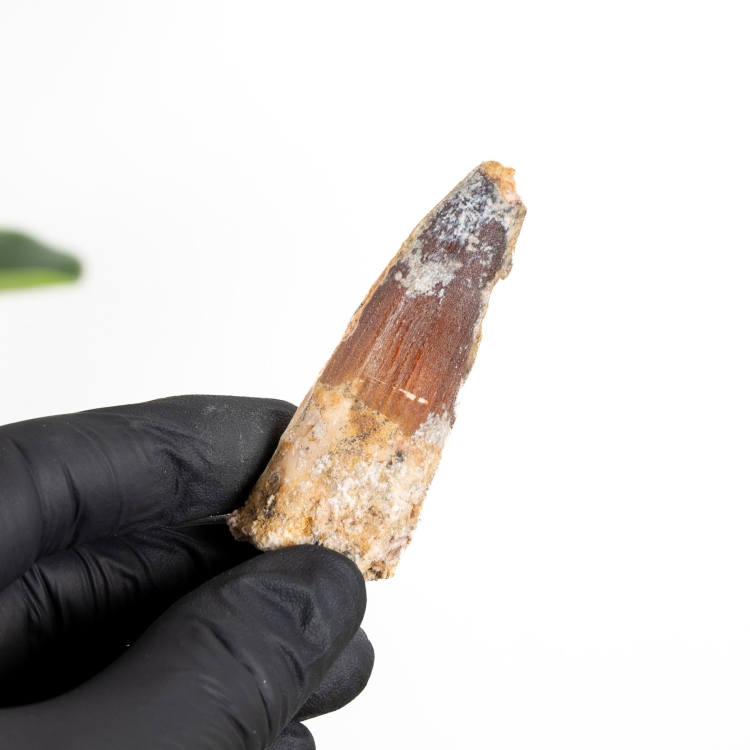 2.65 Inch Spinosaurus Tooth Fossil (Spinosaurus aegyptiacus)
