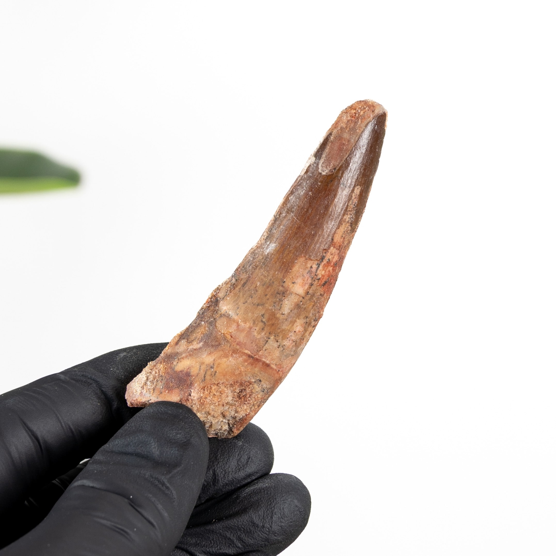 Minibeast 2.53 Inch Spinosaurus Tooth Fossil (Spinosaurus aegyptiacus)