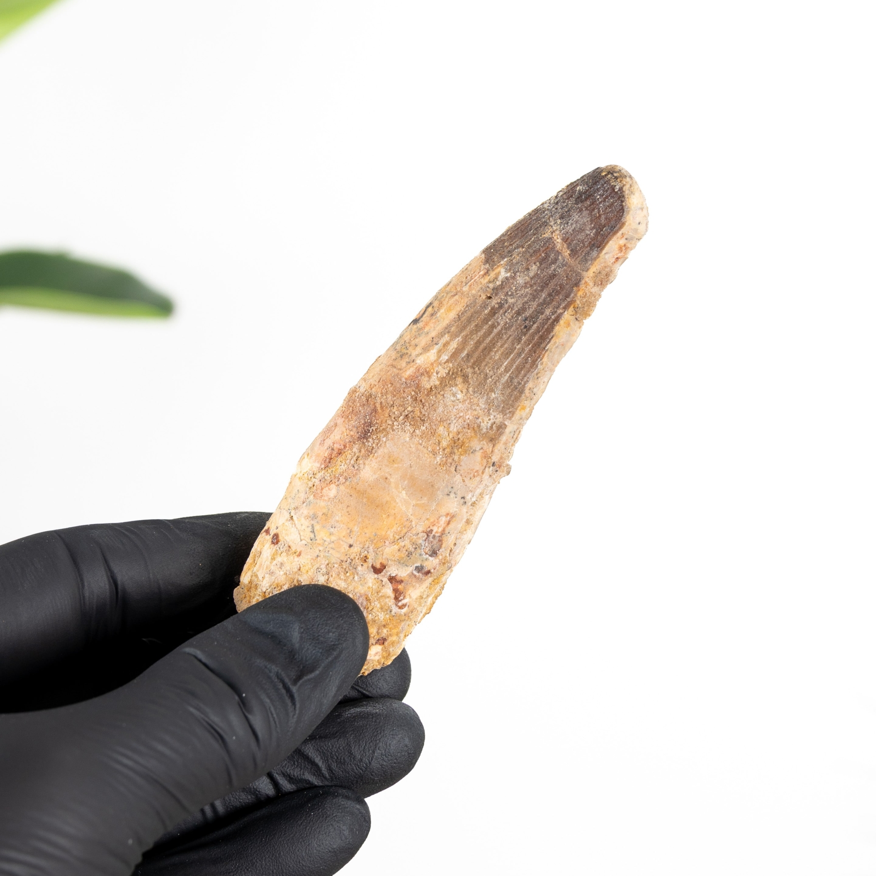 3.81 Inch Spinosaurus Tooth Fossil (Spinosaurus aegyptiacus) Minibeast 3.81 Inch Spinosaurus Tooth Fossil (Spinosaurus aegyptiacus)