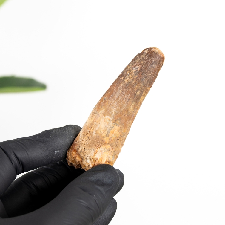 3.32 Inch Spinosaurus Tooth Fossil (Spinosaurus aegyptiacus)