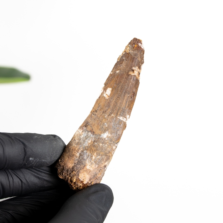 3.38 Inch Spinosaurus Tooth Fossil (Spinosaurus aegyptiacus)