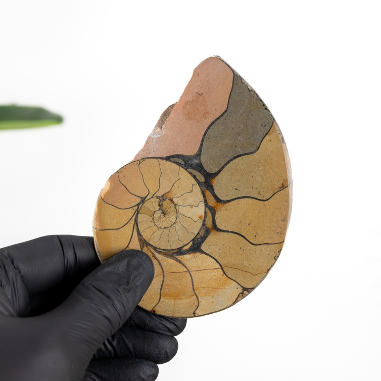 4.33 Inch Hematite Ammonite Cut &amp; Polished Fossil (Cleoniceras sp)