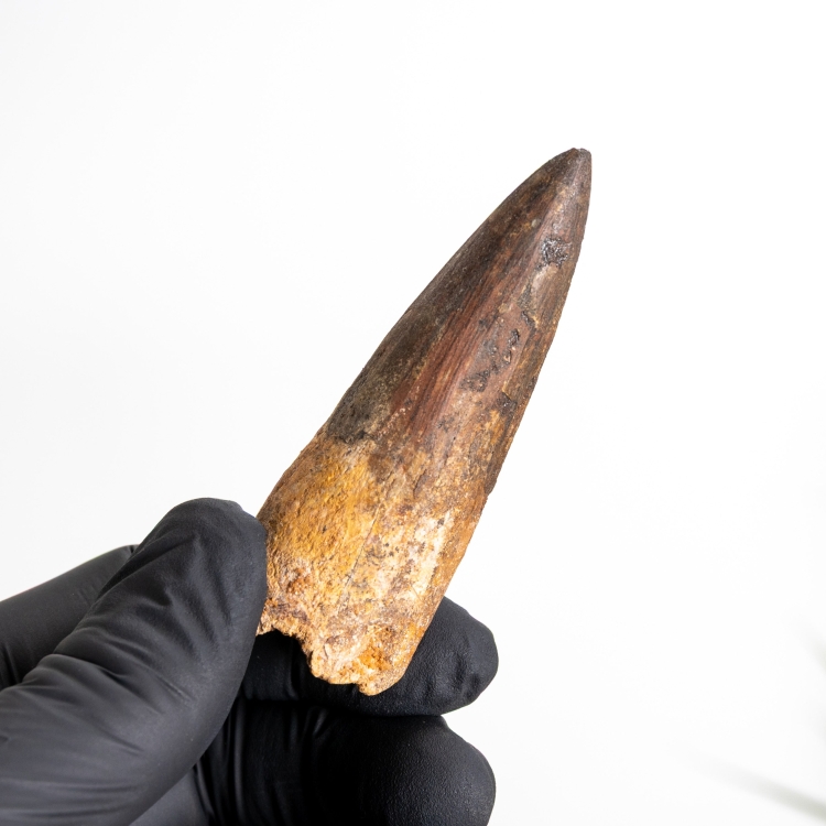 2.83 Inch Spinosaurus Tooth Fossil (Spinosaurus aegyptiacus)