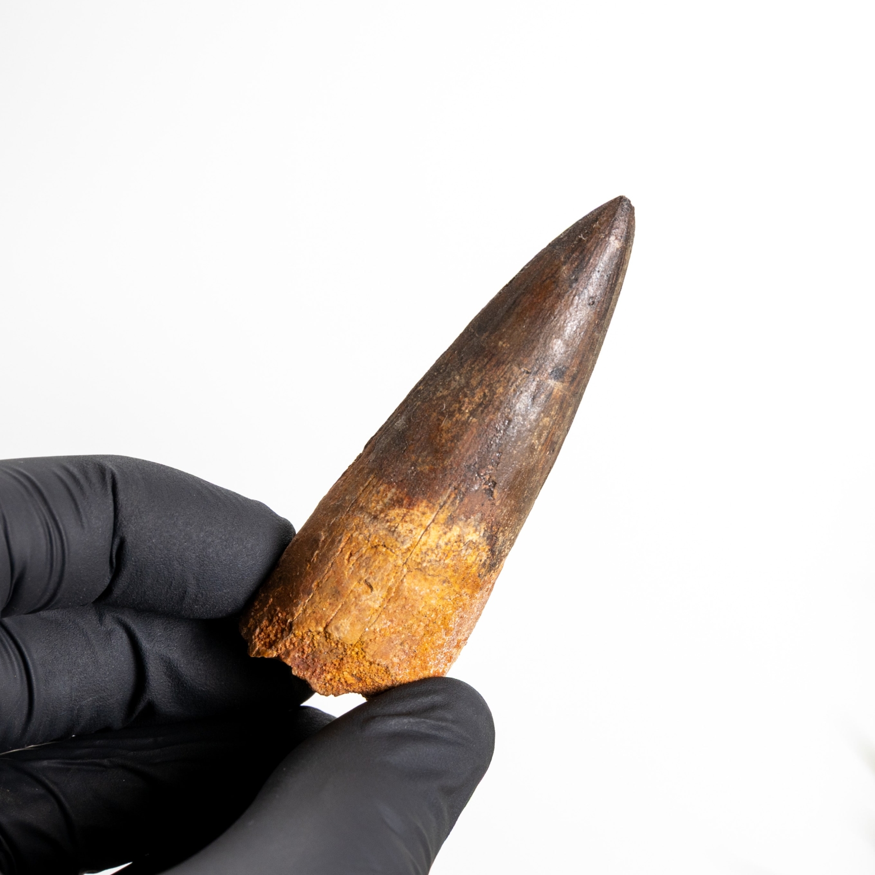 2.83 Inch Spinosaurus Tooth Fossil (Spinosaurus aegyptiacus) Minibeast 2.83 Inch Spinosaurus Tooth Fossil (Spinosaurus aegyptiacus)