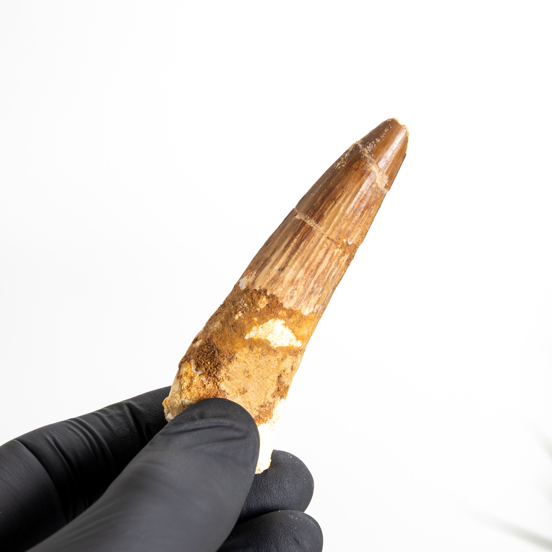 Minibeast 3.07 Inch Απολιθωμένο Δόντι Σπινοσαύρου (Spinosaurus aegyptiacus)