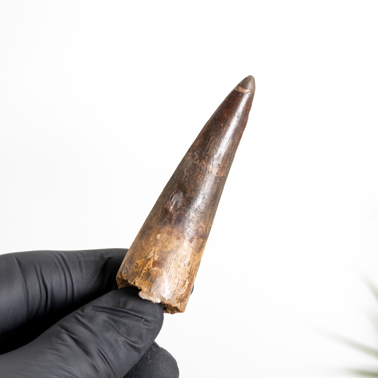 2.82 Inch Spinosaurus Tooth Fossil (Spinosaurus aegyptiacus)