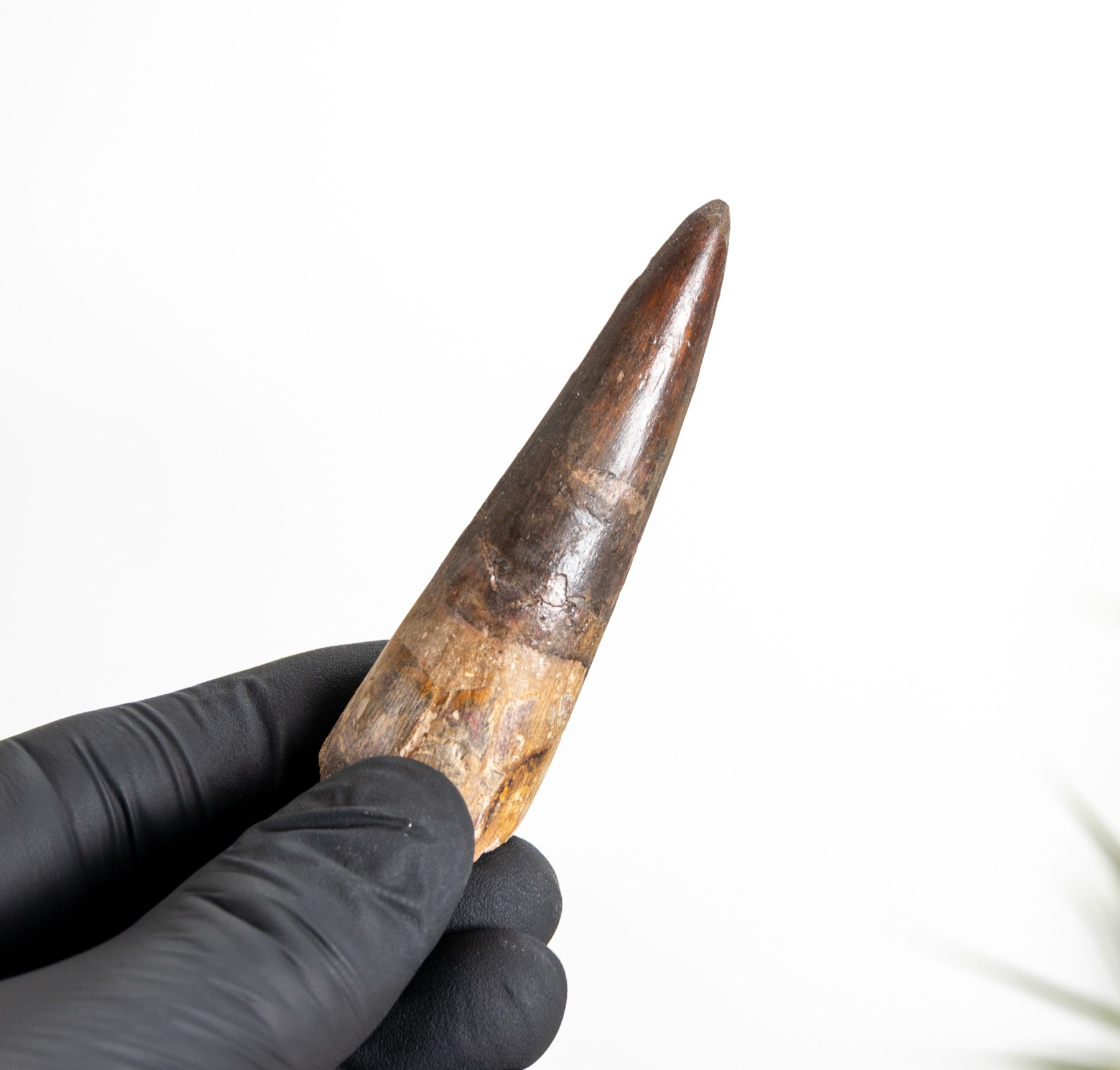 Minibeast 2.82 Inch Fossile De Dent De Spinosaurus (Spinosaurus aegyptiacus)