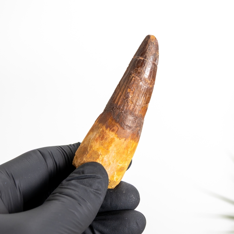 3.21 Inch Spinosaurus Tooth Fossil (Spinosaurus aegyptiacus)