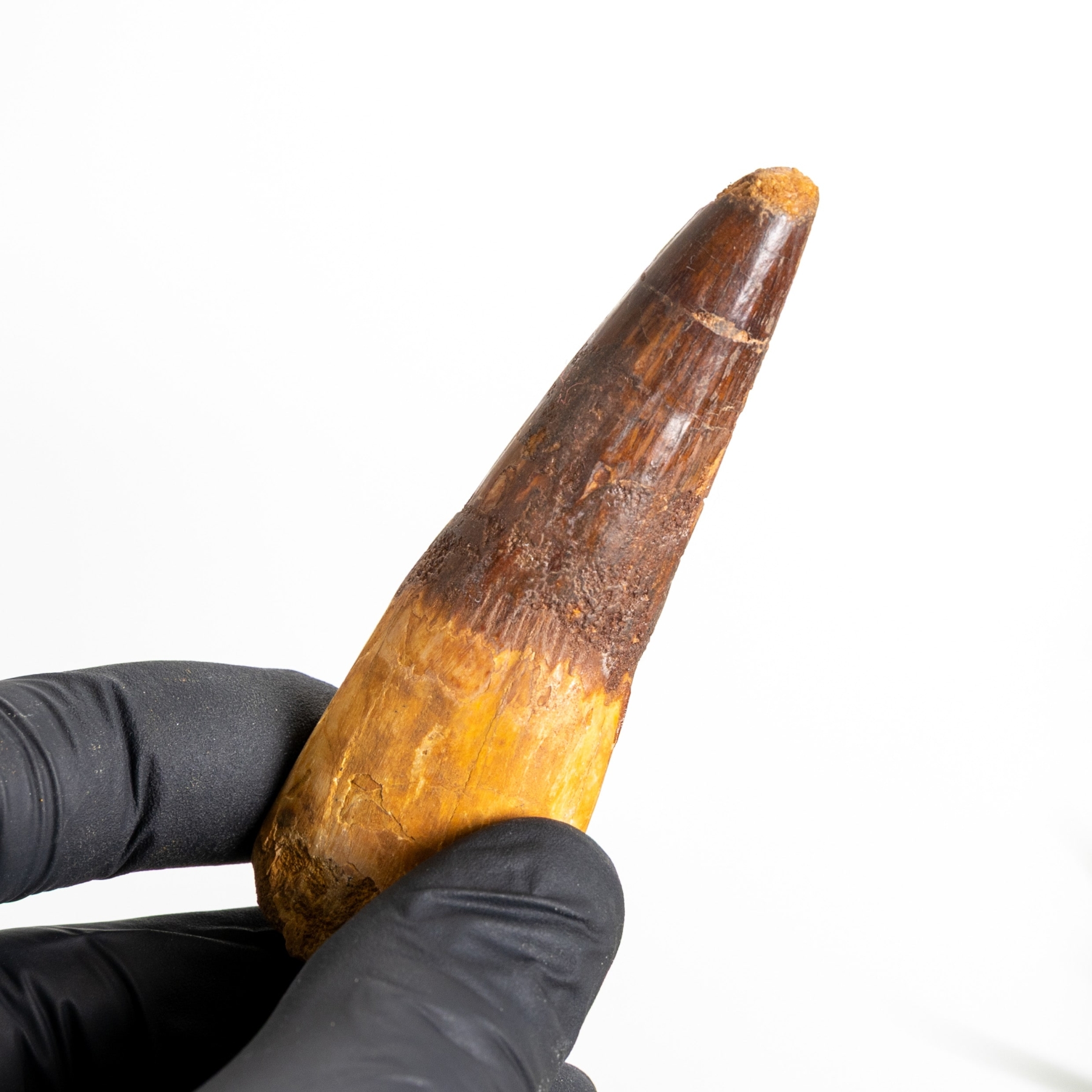 Minibeast 3.21 Inch Spinosaurus Tooth Fossil (Spinosaurus aegyptiacus)