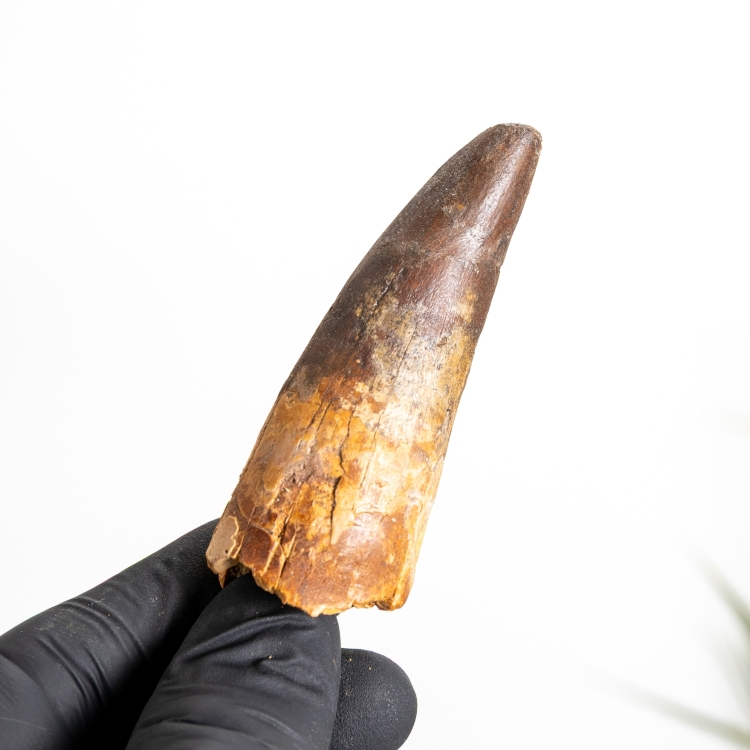 2.73 Inch Spinosaurus Tooth Fossil (Spinosaurus aegyptiacus)