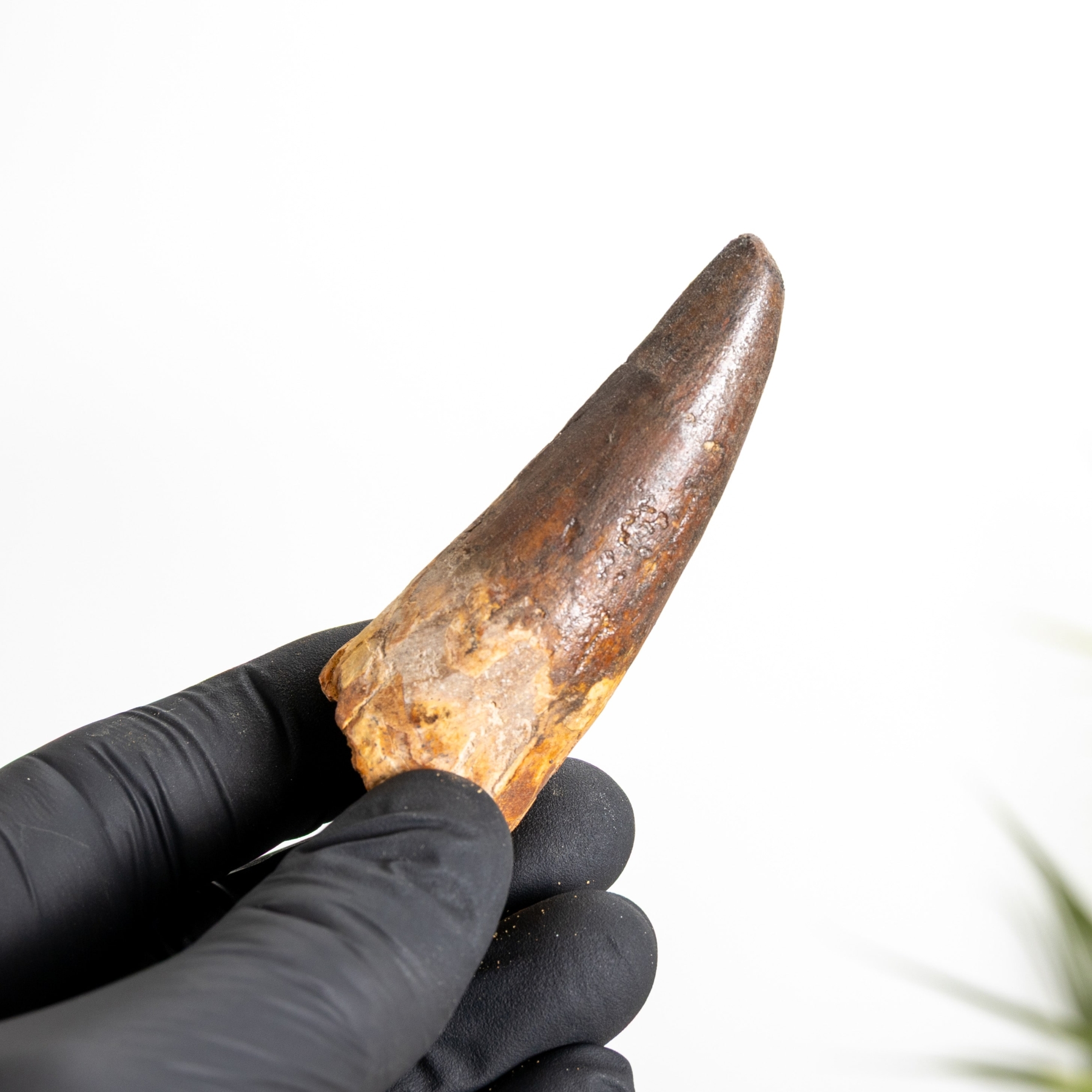 Minibeast 2.73 Inch Spinosaurus Tooth Fossil (Spinosaurus aegyptiacus)
