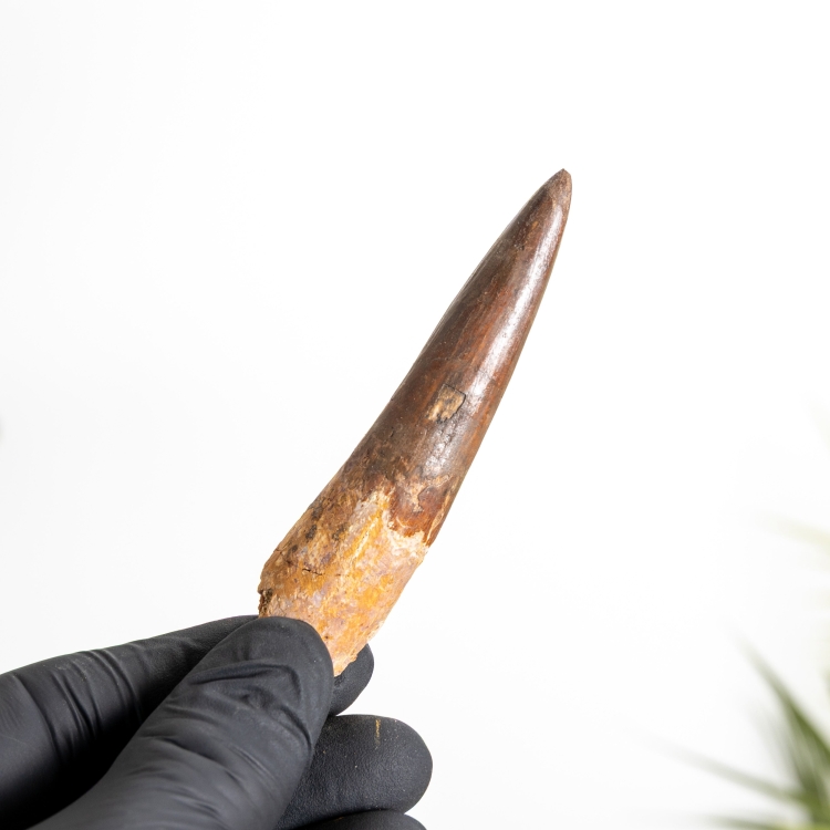3.49 Inch Spinosaurus Tooth Fossil (Spinosaurus aegyptiacus)