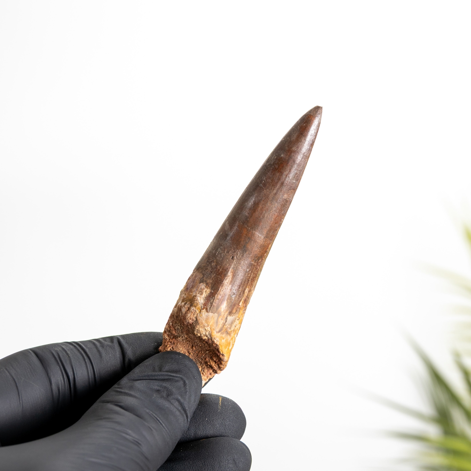 3.49 Inch Spinosaurus Tooth Fossil (Spinosaurus aegyptiacus) Minibeast 3.49 Inch Spinosaurus Tooth Fossil (Spinosaurus aegyptiacus)