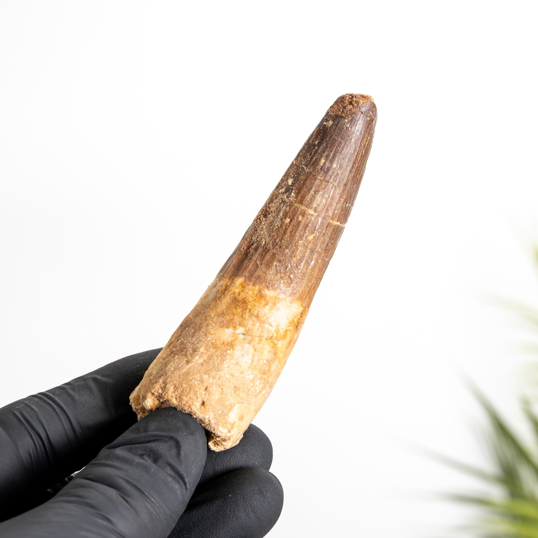 Minibeast 3.55 Inch Spinosaurus Tooth Fossil (Spinosaurus aegyptiacus)
