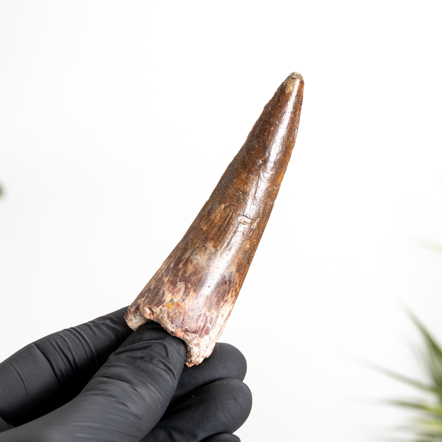 Minibeast 3.48 Inch Spinosaurus Tooth Fossil (Spinosaurus aegyptiacus)