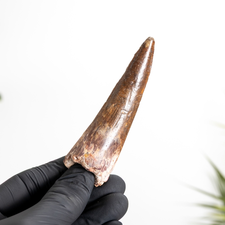 3.48 Inch Spinosaurus Tooth Fossil (Spinosaurus aegyptiacus)