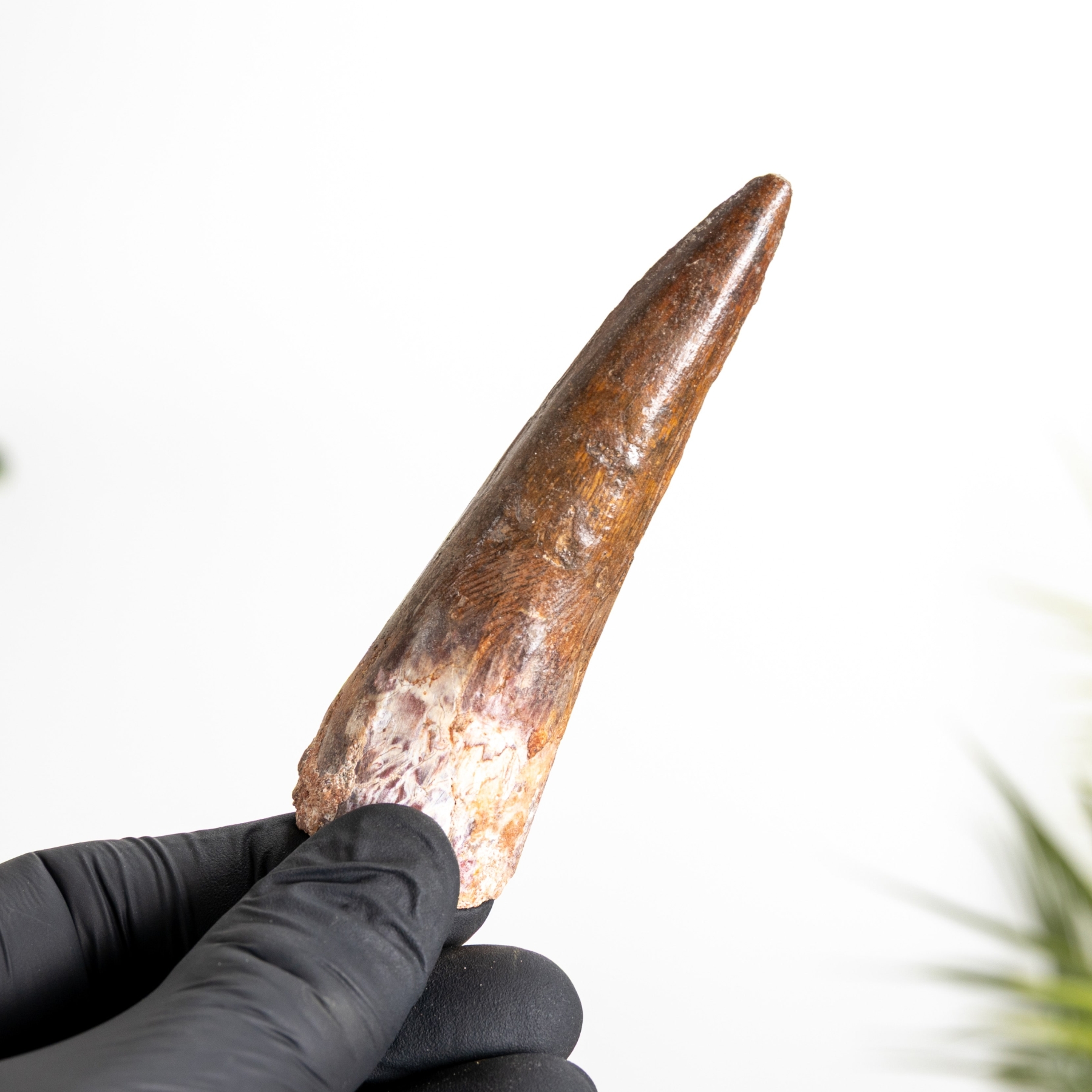 Minibeast 3.48 Inch Spinosaurus Tooth Fossil (Spinosaurus aegyptiacus)