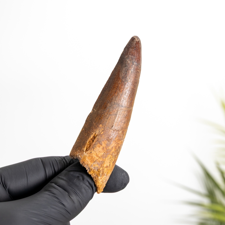 3.48 Inch Fossile De Dent De Spinosaurus (Spinosaurus aegyptiacus)