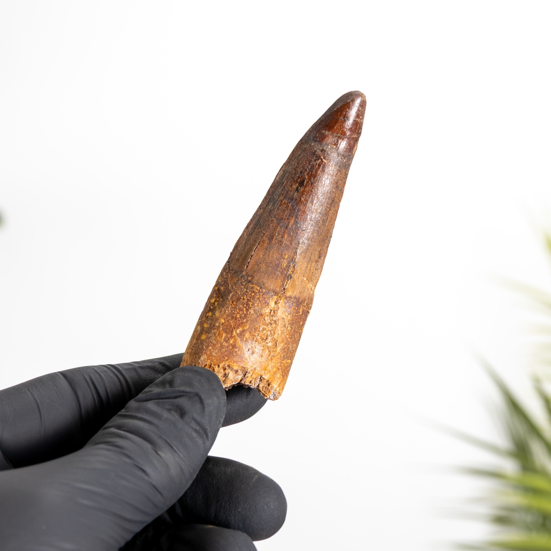 Minibeast 3.48 Inch Fossile De Dent De Spinosaurus (Spinosaurus aegyptiacus)