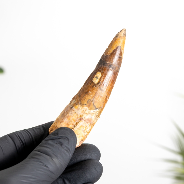 3.60 Inch Spinosaurus Tooth Fossil (Spinosaurus aegyptiacus)