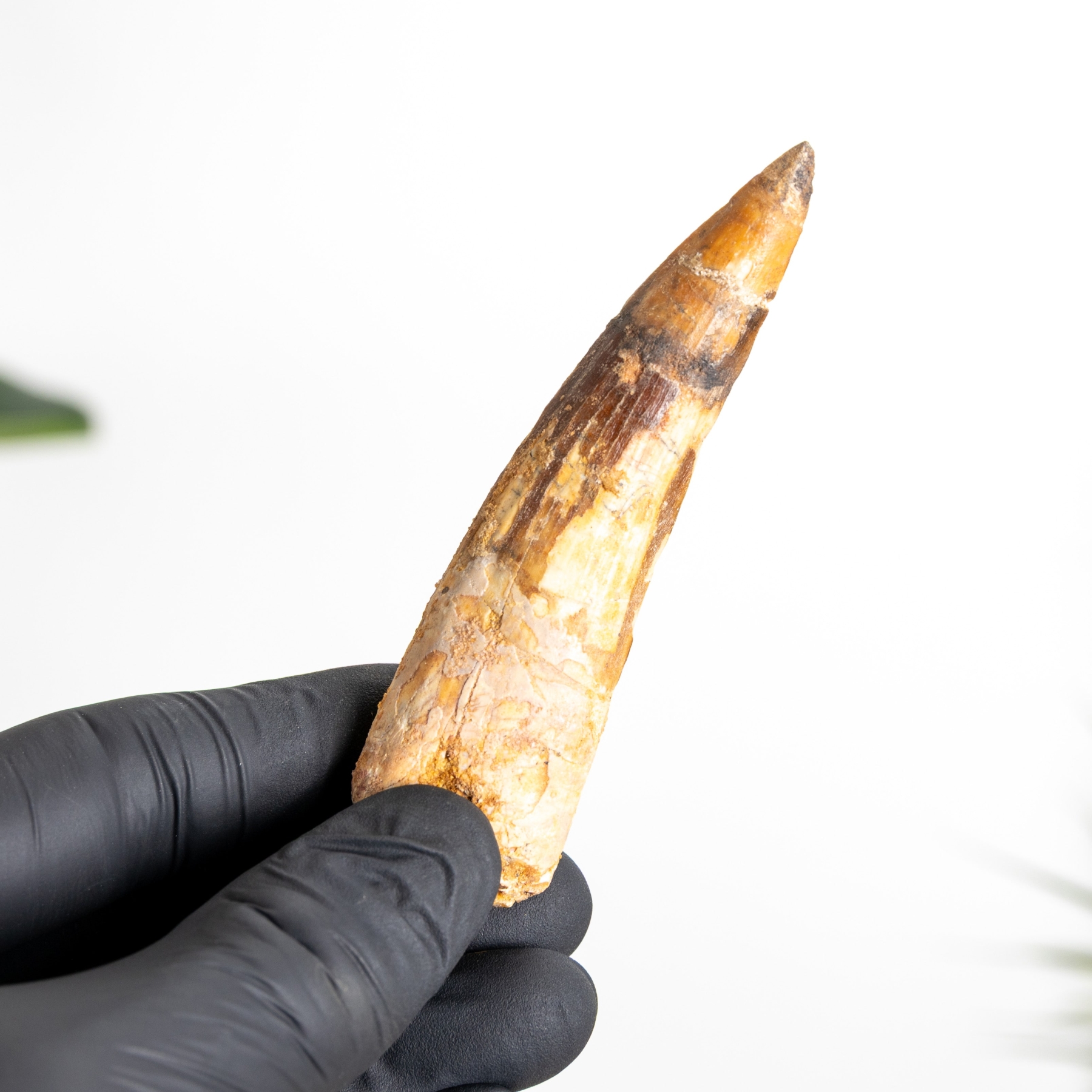 3.60 Inch Spinosaurus Tooth Fossil (Spinosaurus aegyptiacus) Minibeast 3.60 Inch Spinosaurus Tooth Fossil (Spinosaurus aegyptiacus)