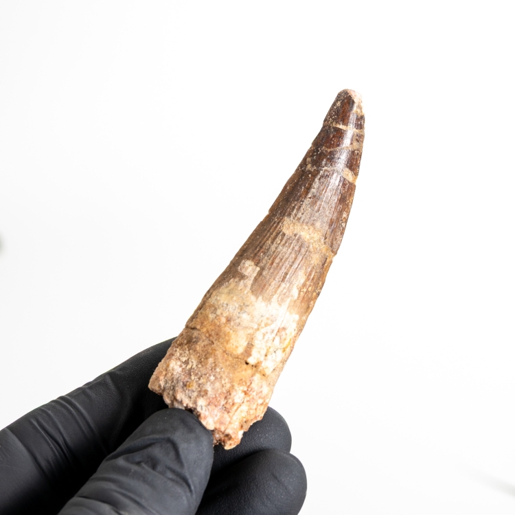 3.18 Inch Fossile De Dent De Spinosaurus (Spinosaurus aegyptiacus)