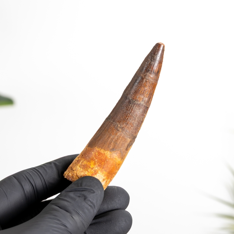 3.81 Inch Spinosaurus Tooth Fossil (Spinosaurus aegyptiacus)