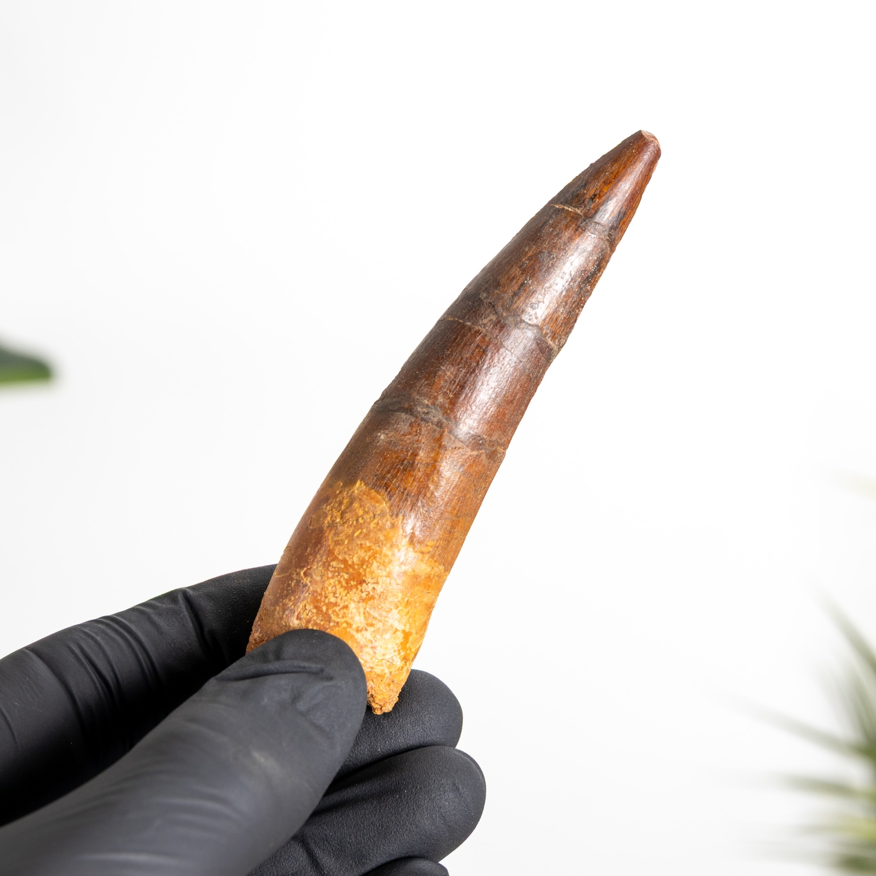 Minibeast 3.81 Inch Spinosaurus Tooth Fossil (Spinosaurus aegyptiacus)