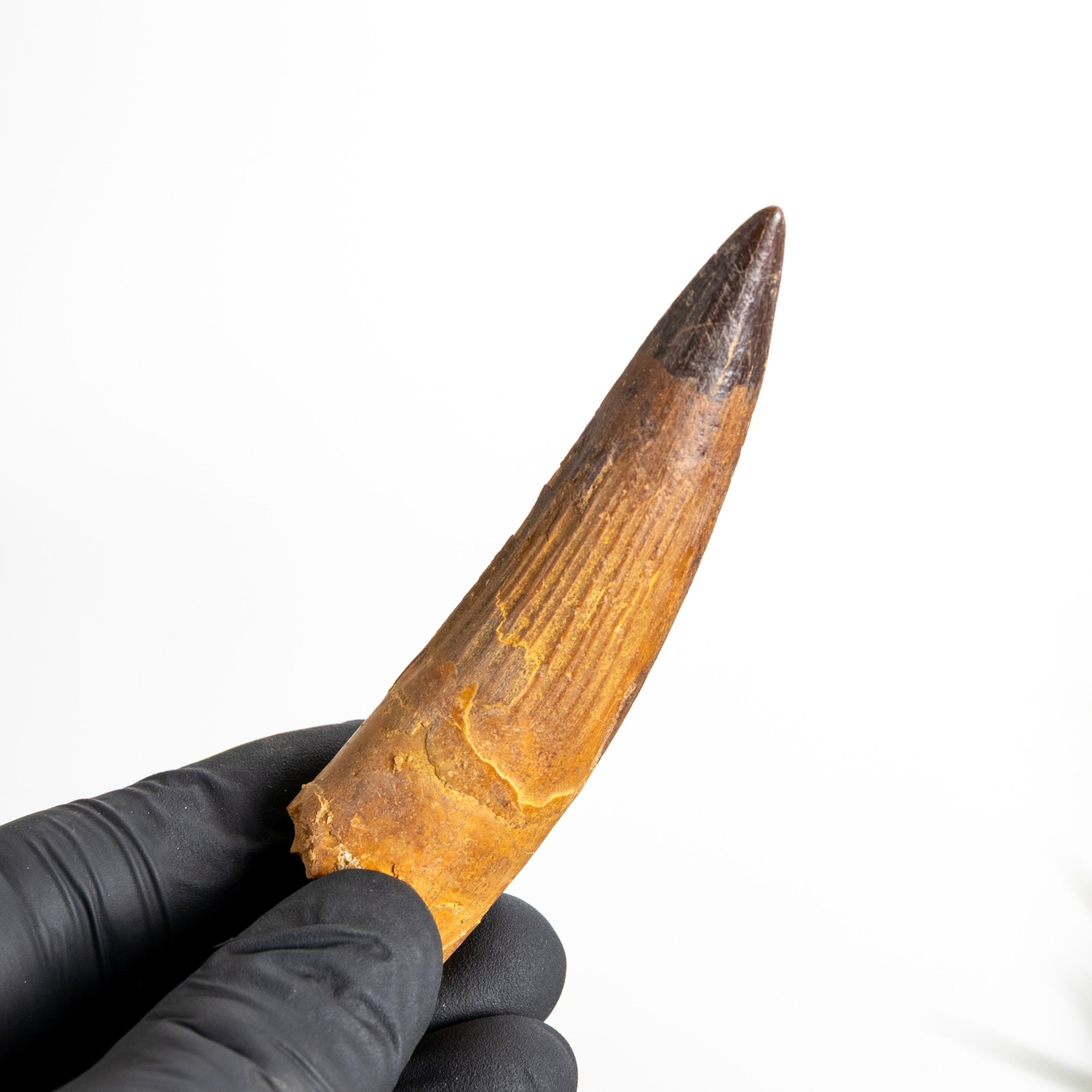 Minibeast 3.48 Inch Spinosaurus Tooth Fossil (Spinosaurus aegyptiacus)